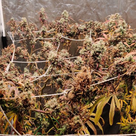 Fruit Spirit growlog timeline photo