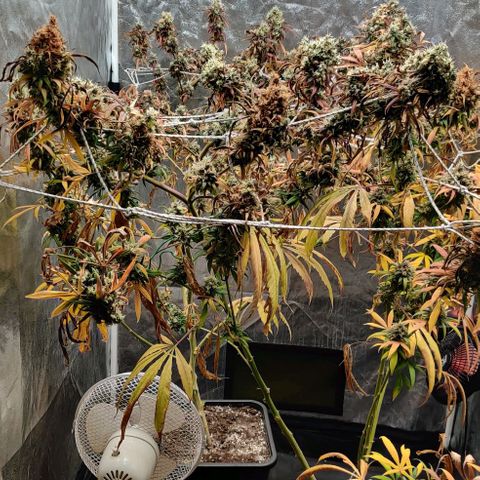 Fruit Spirit growlog timeline photo