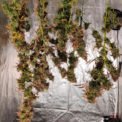 Fruit Spirit growlog timeline photo