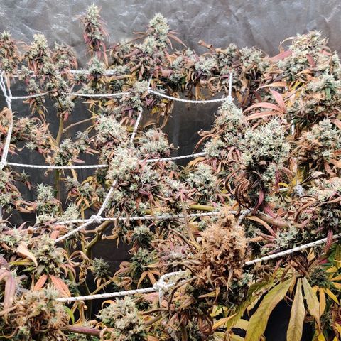 Fruit Spirit growlog timeline photo