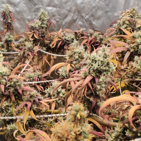 Fruit Spirit growlog timeline photo