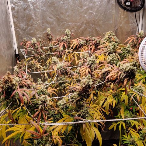 Fruit Spirit growlog timeline photo