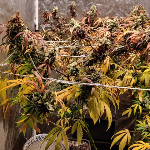 Fruit Spirit growlog timeline photo