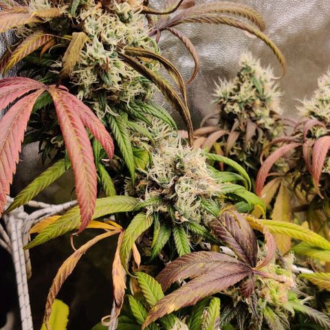 Fruit Spirit growlog timeline photo