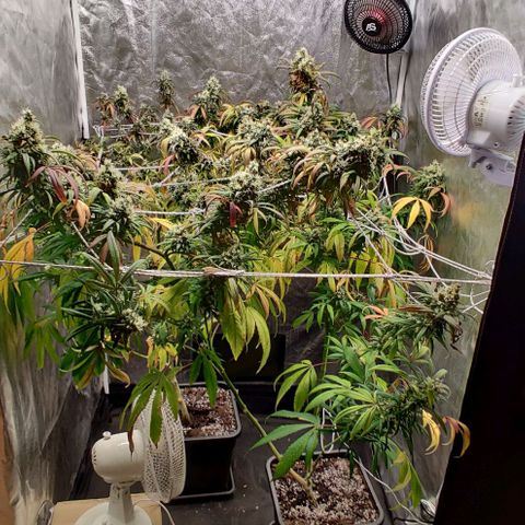 Fruit Spirit growlog timeline photo