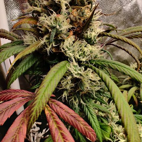 Fruit Spirit growlog timeline photo