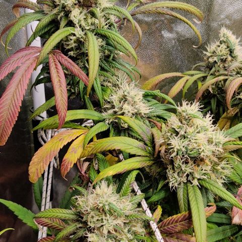 Fruit Spirit growlog timeline photo