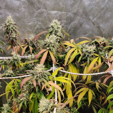 Fruit Spirit growlog timeline photo