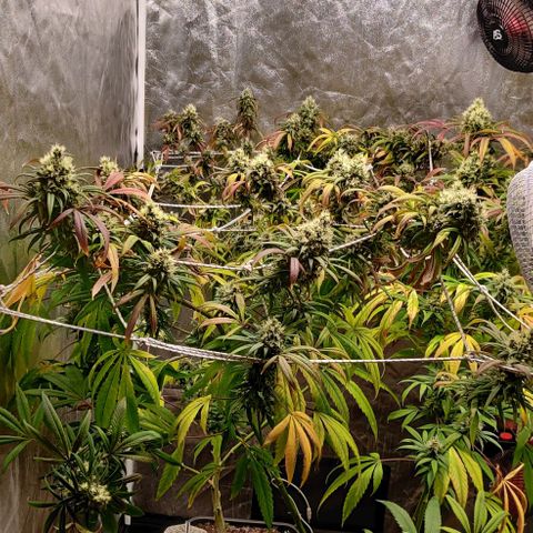 Fruit Spirit growlog timeline photo