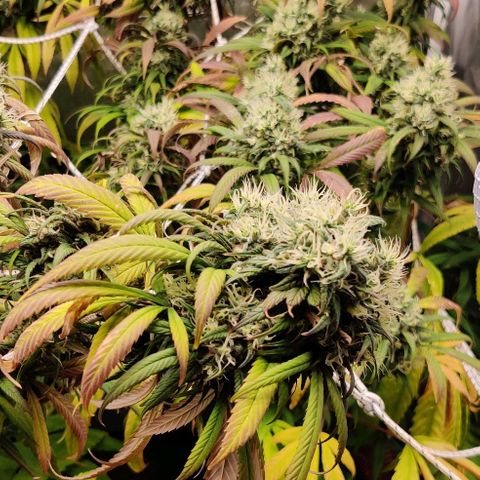Fruit Spirit growlog timeline photo