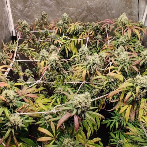Fruit Spirit growlog timeline photo