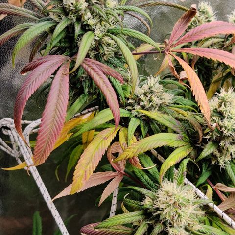 Fruit Spirit growlog timeline photo