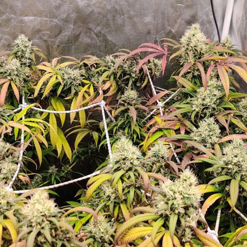 Fruit Spirit growlog timeline photo