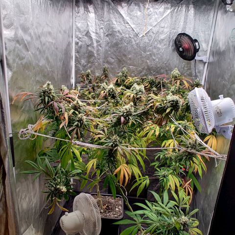 Fruit Spirit growlog timeline photo