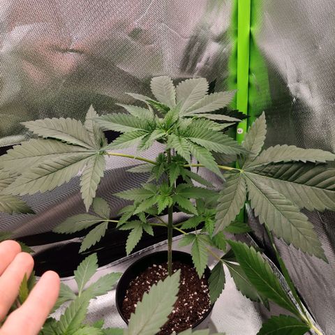 Uncut  growlog timeline photo