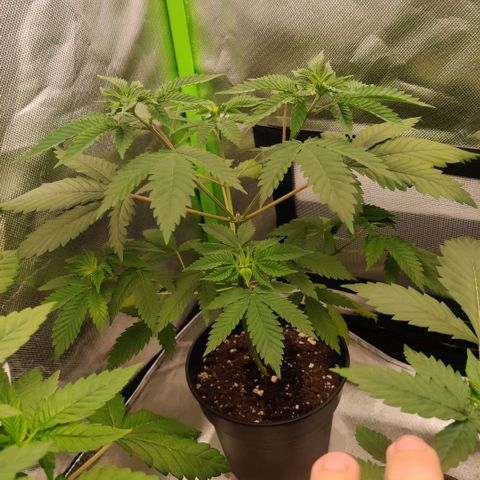 Monster getoppt growlog timeline photo