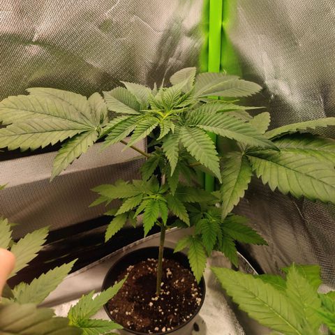 Uncut  growlog timeline photo