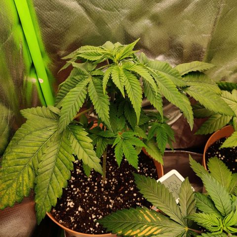 Uncut  growlog photo: Frisch umgetopft 