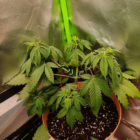 Monster getoppt growlog photo: Frisch umgetopft 