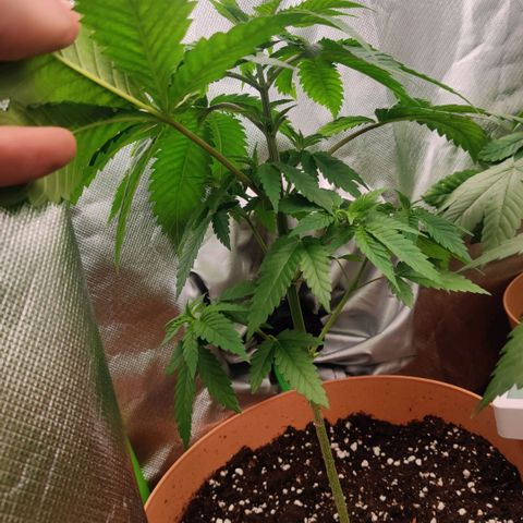 Uncut  growlog timeline photo