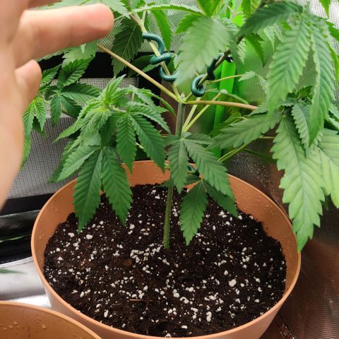 Monster getoppt growlog timeline photo