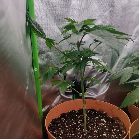 Uncut  growlog timeline photo
