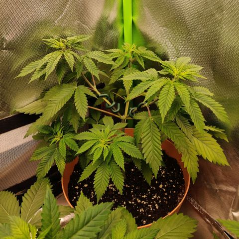 Monster getoppt growlog timeline photo