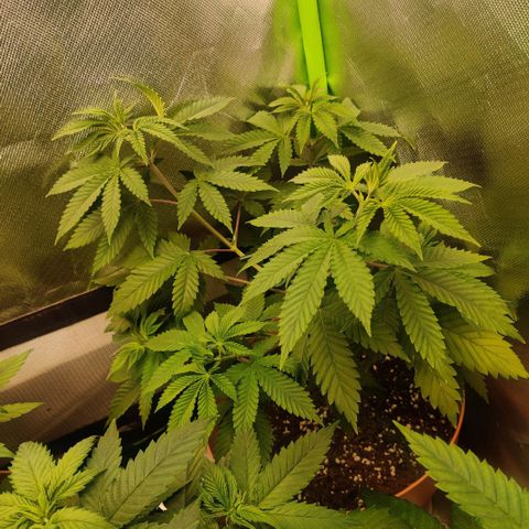 Monster getoppt growlog timeline photo