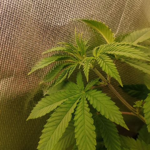 Monster getoppt growlog timeline photo