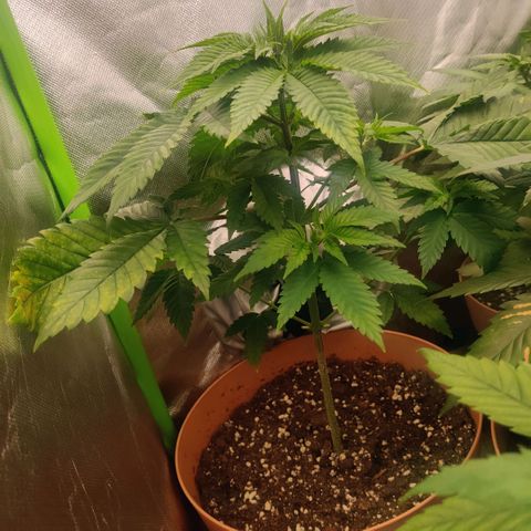 Uncut  growlog timeline photo
