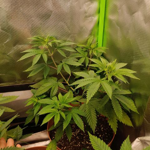 Monster getoppt growlog timeline photo