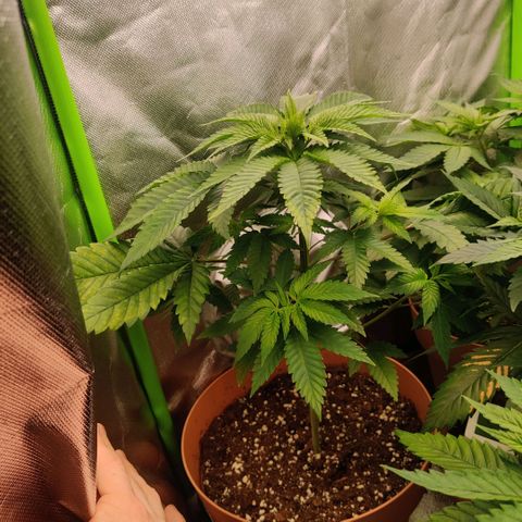 Uncut  growlog timeline photo