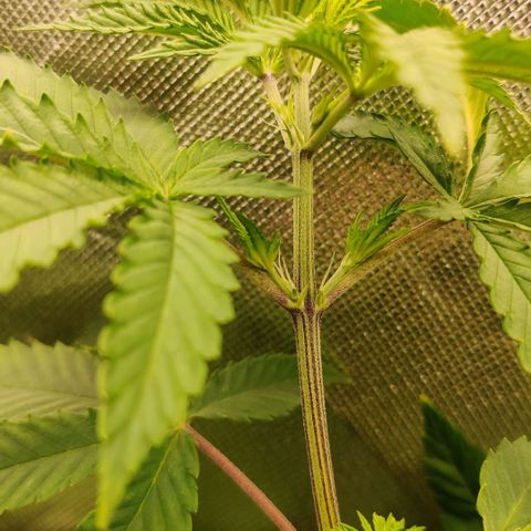 Monster getoppt growlog timeline photo