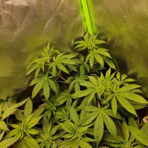 Monster getoppt growlog timeline photo