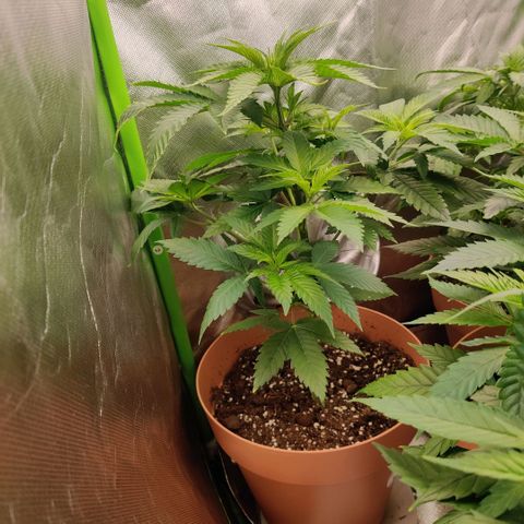 Uncut  growlog timeline photo