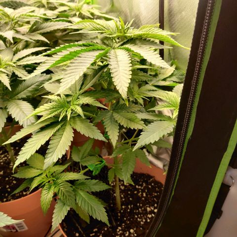 Uncut  growlog timeline photo