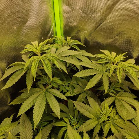Monster getoppt growlog timeline photo