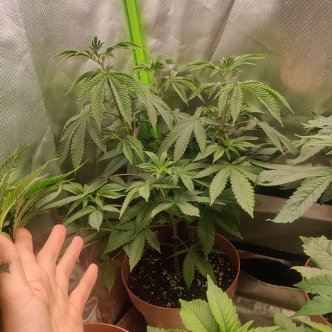Monster getoppt growlog timeline photo