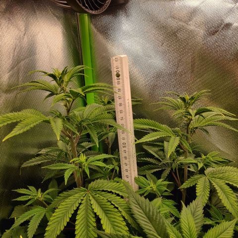 Monster getoppt growlog timeline photo