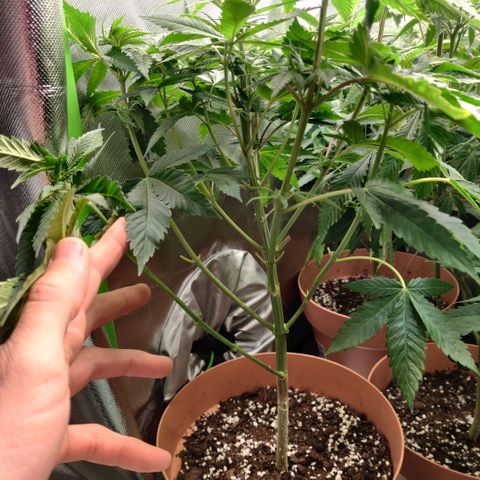 Uncut  growlog timeline photo