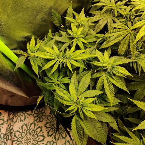 Uncut  growlog timeline photo