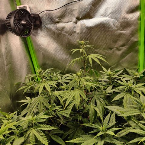 Monster getoppt growlog timeline photo