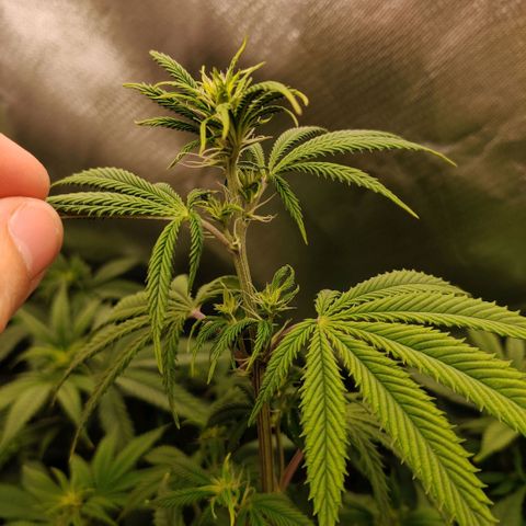 Monster getoppt growlog timeline photo