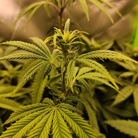 Monster getoppt growlog timeline photo