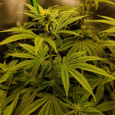 Monster getoppt growlog timeline photo