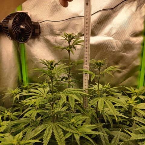 Monster getoppt growlog timeline photo