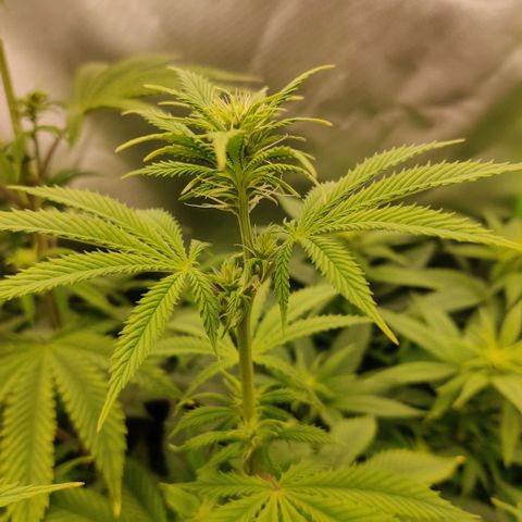 Monster getoppt growlog timeline photo