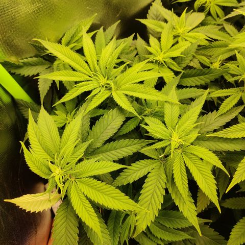 Uncut  growlog timeline photo