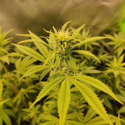 Monster getoppt growlog timeline photo