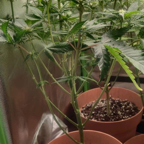 Uncut  growlog timeline photo